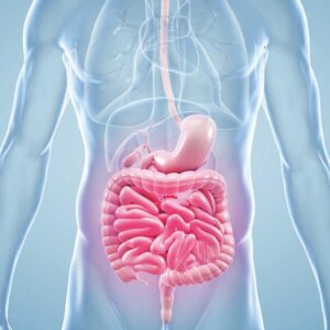digestion, l’absorption et l’élimination des aliments